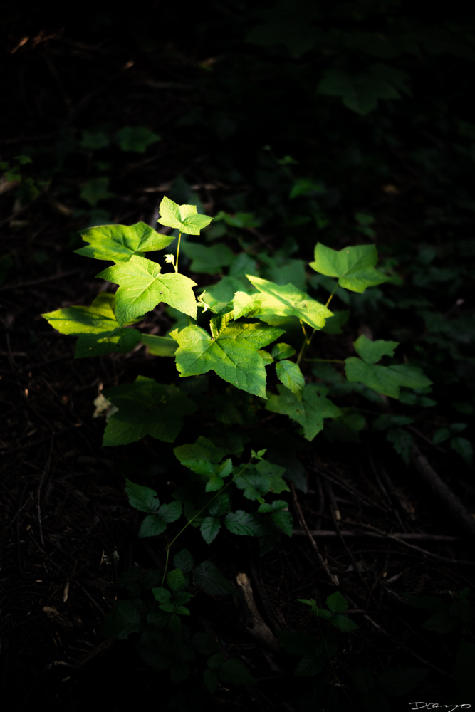 Photos of flowers, focaccia, fun Lucky Charms, and pretty Berkeley neighborhood sights.